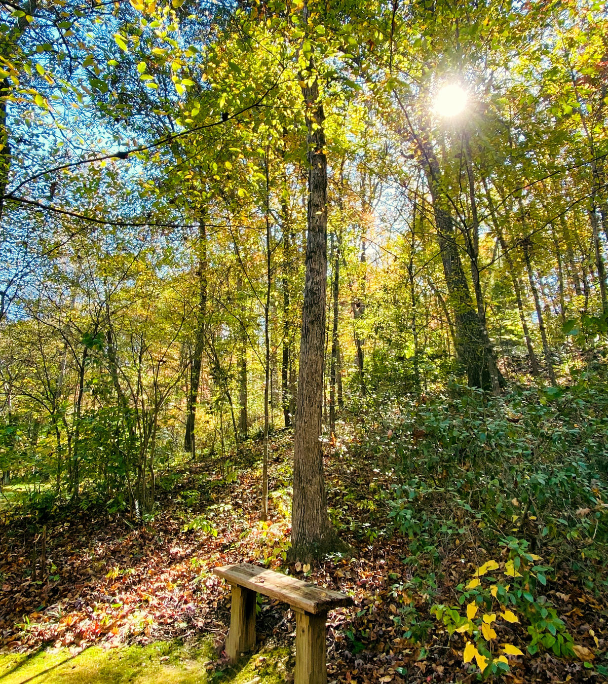 photo of a bench in the woods helpful for narrative therapy
