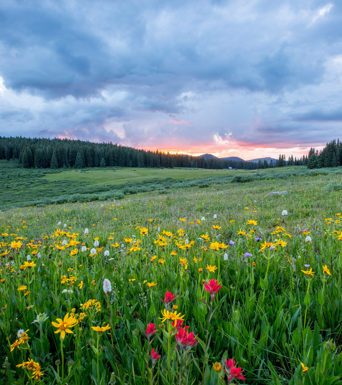photo of a open field of flowers helpful with emdr