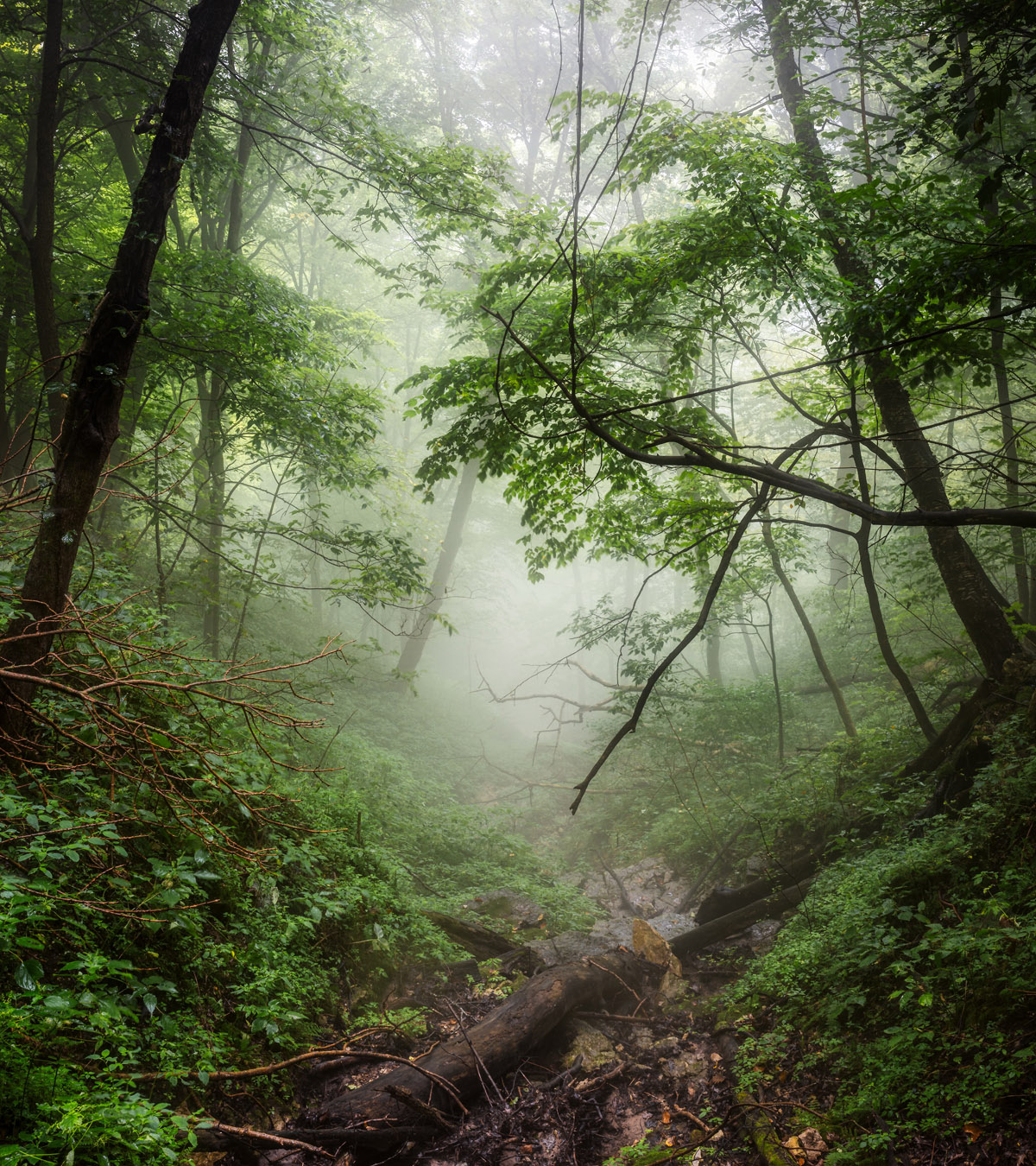 visualization of a forest clearing helpful for Cognitive Behavioral Therapy